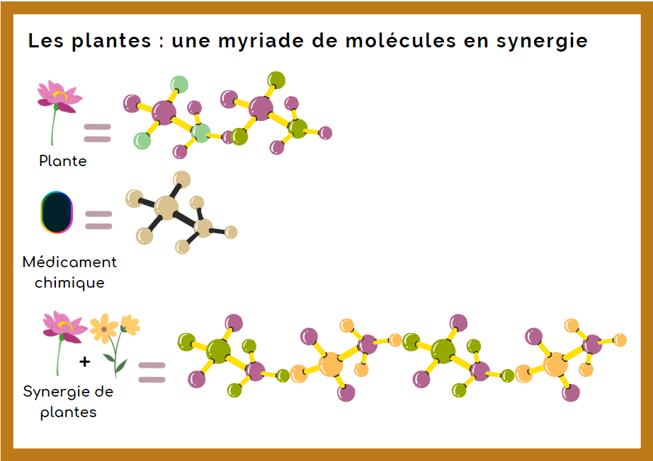Plantes médicinales : une myriade de molécules en synergie