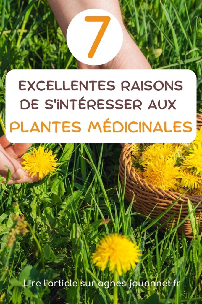 plantes médicinales : 7 excellentes raisons de s'y intéresser