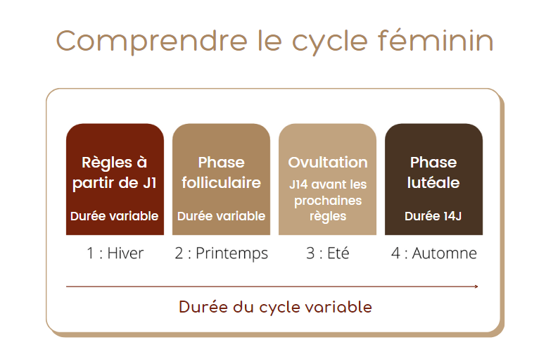 Comprendre le cycle féminin : règles, pré-ovulation, ovulation, phase pré-menstruelle : les quatre phases du cycle menstruel de la femme