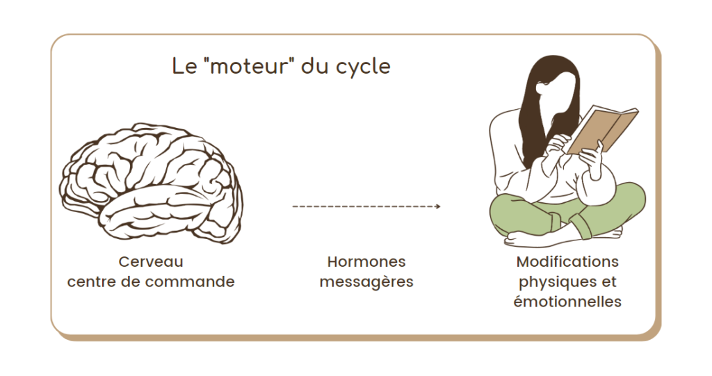 Comprendre son cycle menstruel. Les fluctuations hormonales induisent des changements physiques et émotionnels au cours du cycle féminin.