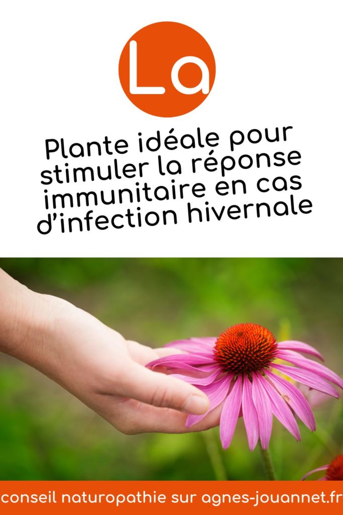 L'efficace échinacée, pour booster son immunité !
