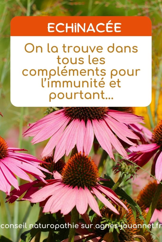 L'efficace échinacée, pour booster son immunité !